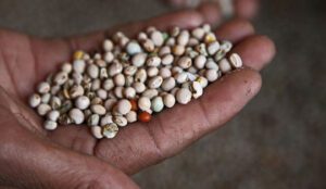 New Seeds Bill 2026: Reforming India's Agriculture Through Better Seed Regulation