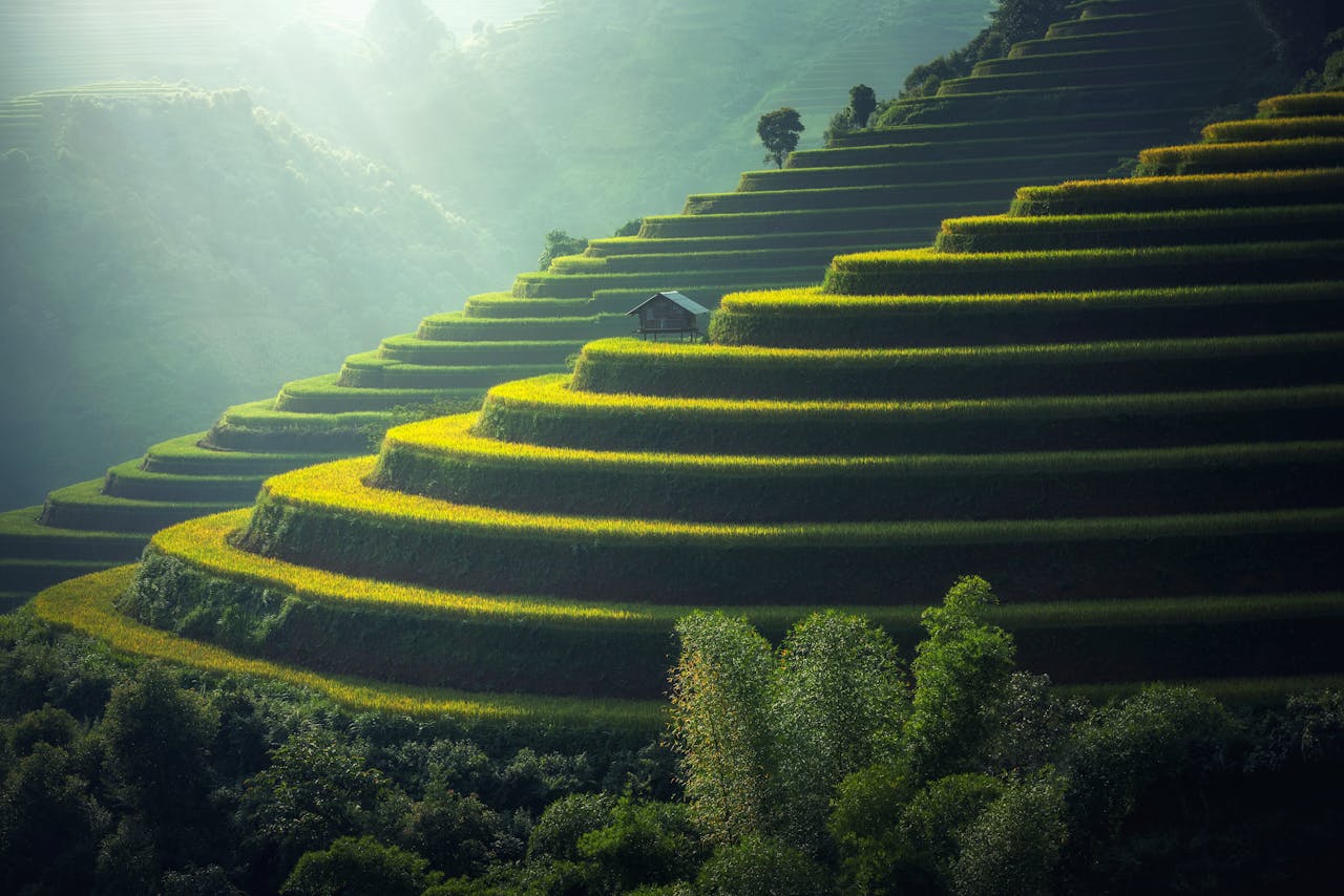 Terraced rice paddy fields — India rice production and export strategy