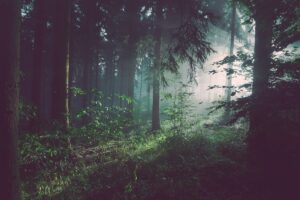 Forest Governance in India — Key Facts for CLAT 2027 GK