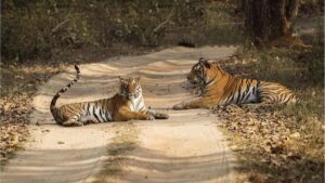 Tigress and 4 Cubs Die at Kanha Tiger Reserve, Madhya Pradesh