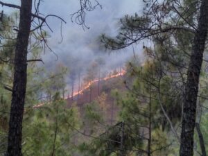Uttarakhand Forest Fires Hit 144 Hectares Since February; Garhwal Worst-Hit Ahead of Tourist Peak