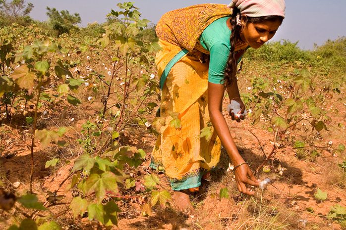 Cabinet Approves Mission for Cotton Productivity with ₹5,659 Cr Outlay