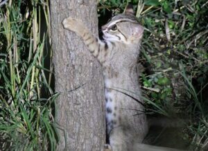 Rusty-Spotted Cat: World's Smallest Wildcat Found Breeding Near Delhi — CLAT Environment