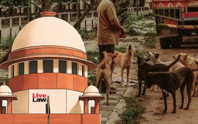 Stray dogs in an Indian urban street next to a court reference