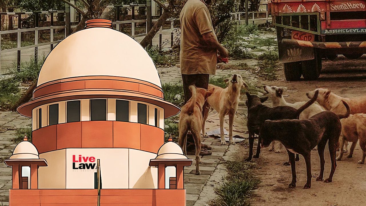 Stray dogs in an Indian urban street next to a court reference