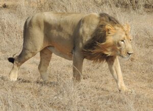 Asiatic Lion Translocation Impasse — Gujarat vs Centre over Kuno