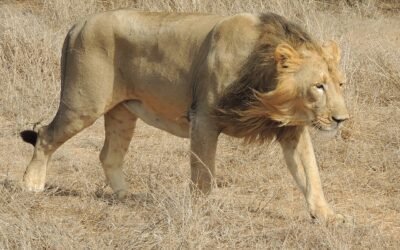 Asiatic lion pride in Gir forest landscape