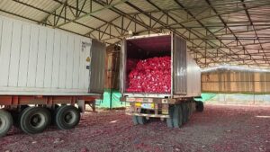 Centre Begins Onion Procurement May 15: 2 Lakh Tonne PSF Target via NAFED-NCCF | CLAT 2027