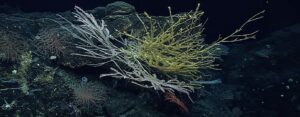 High Seas Treaty in Force: First-Ever Global Law for 60% of World's Oceans | CLAT 2027