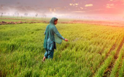 Indian rupee currency and fertilizer subsidy reform