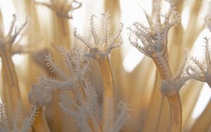 Coral Ventilation Collapses at 37°C — Climate Alarm & Article 21 [CLAT 2027]