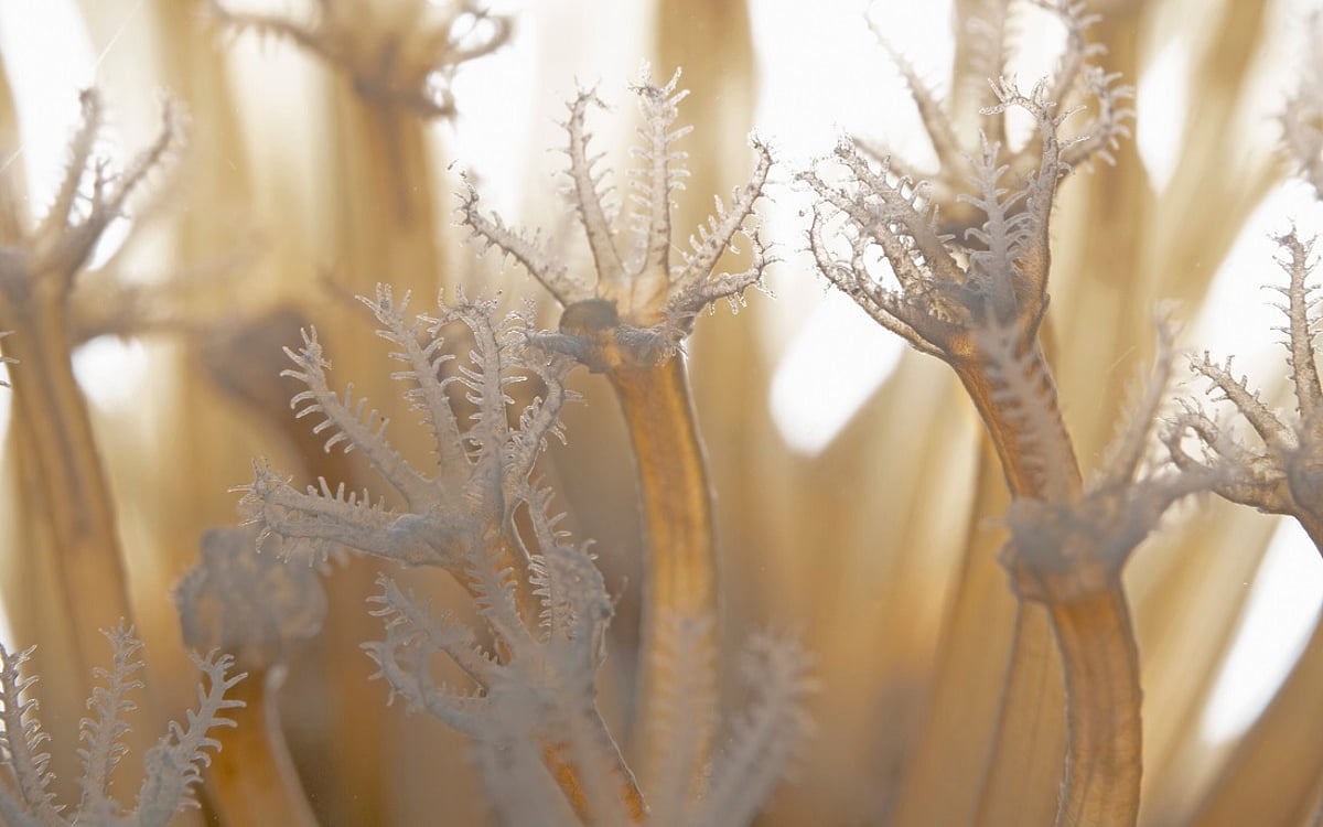 Bleached coral reef ecosystem affected by ocean heat stress
