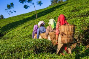 Bengal Tea Workers Invoke ILO Article 24 Representation Mechanism — CLAT 2027