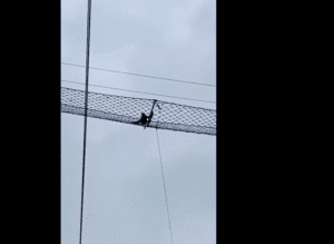 Hoolock Gibbon Crosses a Railway Line: India's First Canopy Bridge Over a Track and What It Means for Wildlife Law