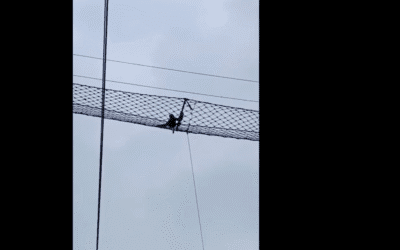 Hoolock Gibbon Canopy Bridge Assam railway