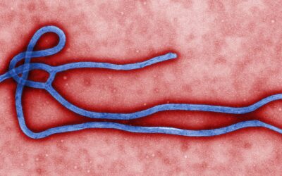 Coiled filamentous Ebola virus virion under electron microscope