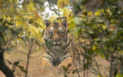 A wild Bengal tiger in an Indian forest habitat