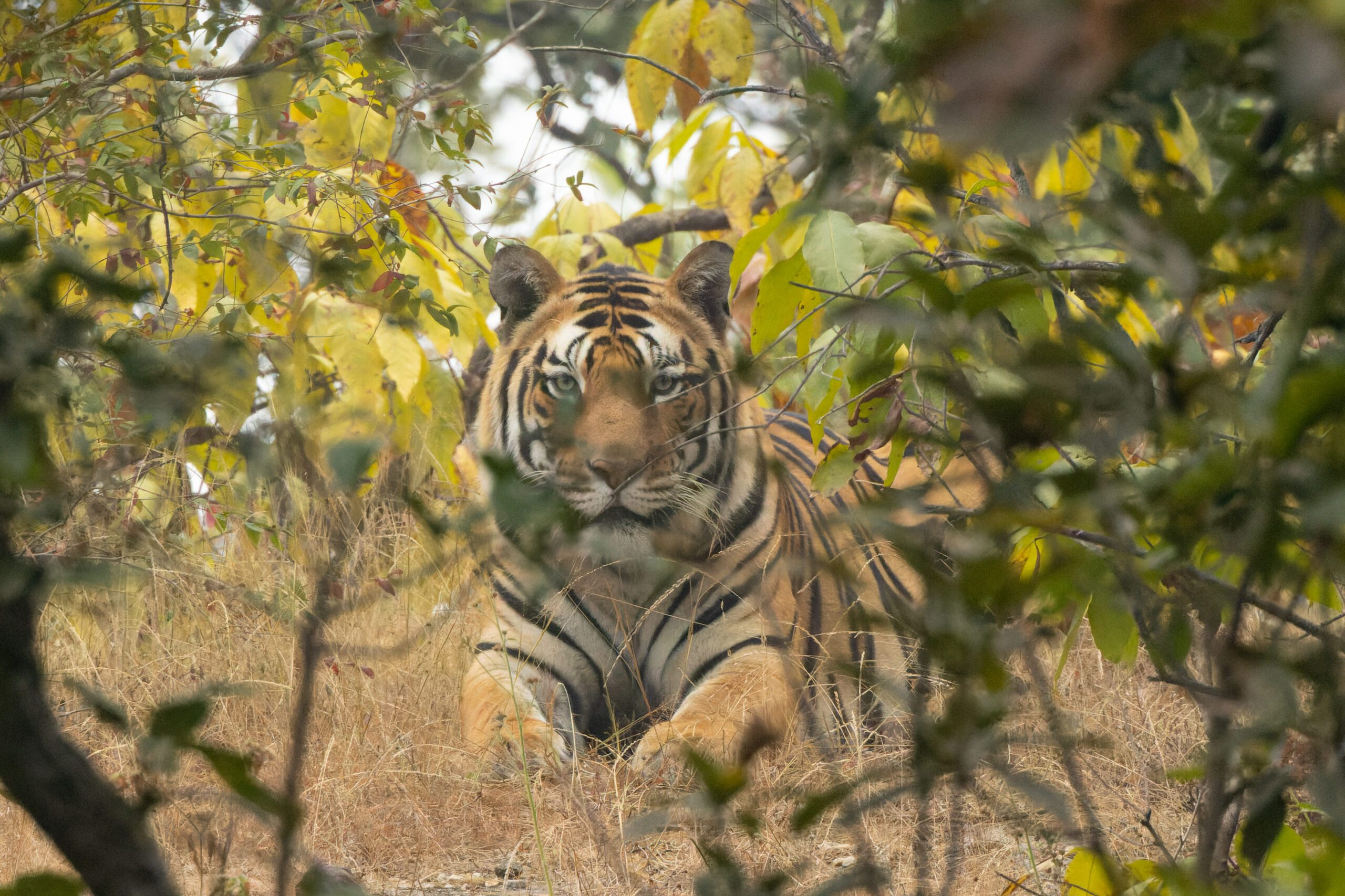 A wild Bengal tiger in an Indian forest habitat