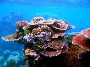Great Nicobar Coral Translocation & NGT: CLAT 2027 Notes