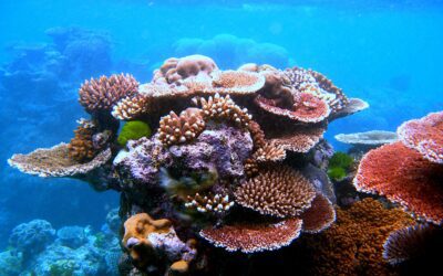 A vibrant coral reef outcrop teeming with marine life underwater