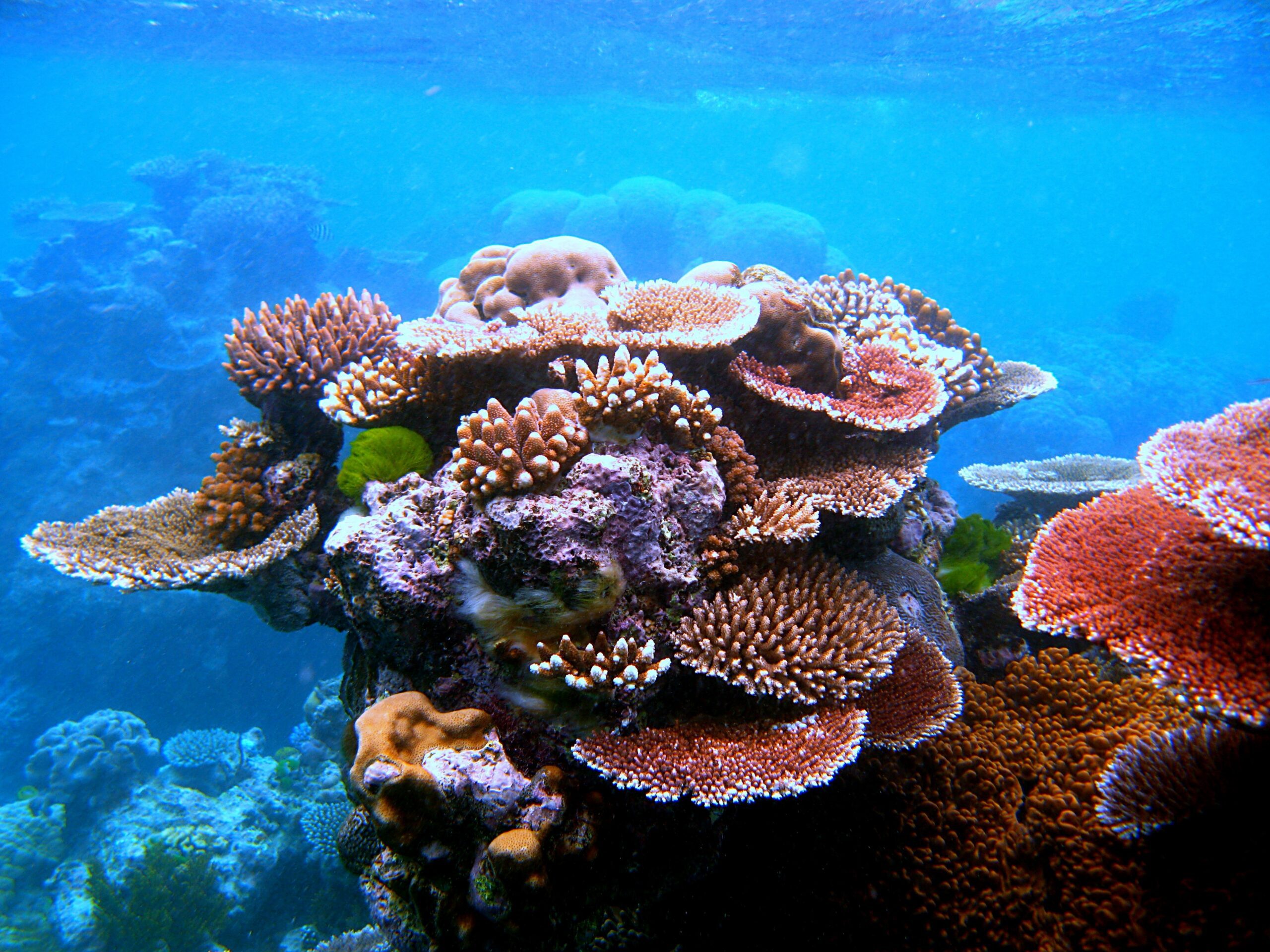 A vibrant coral reef outcrop teeming with marine life underwater