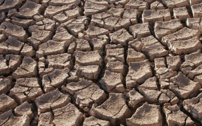 Dry, cracked earth in a drought-affected field