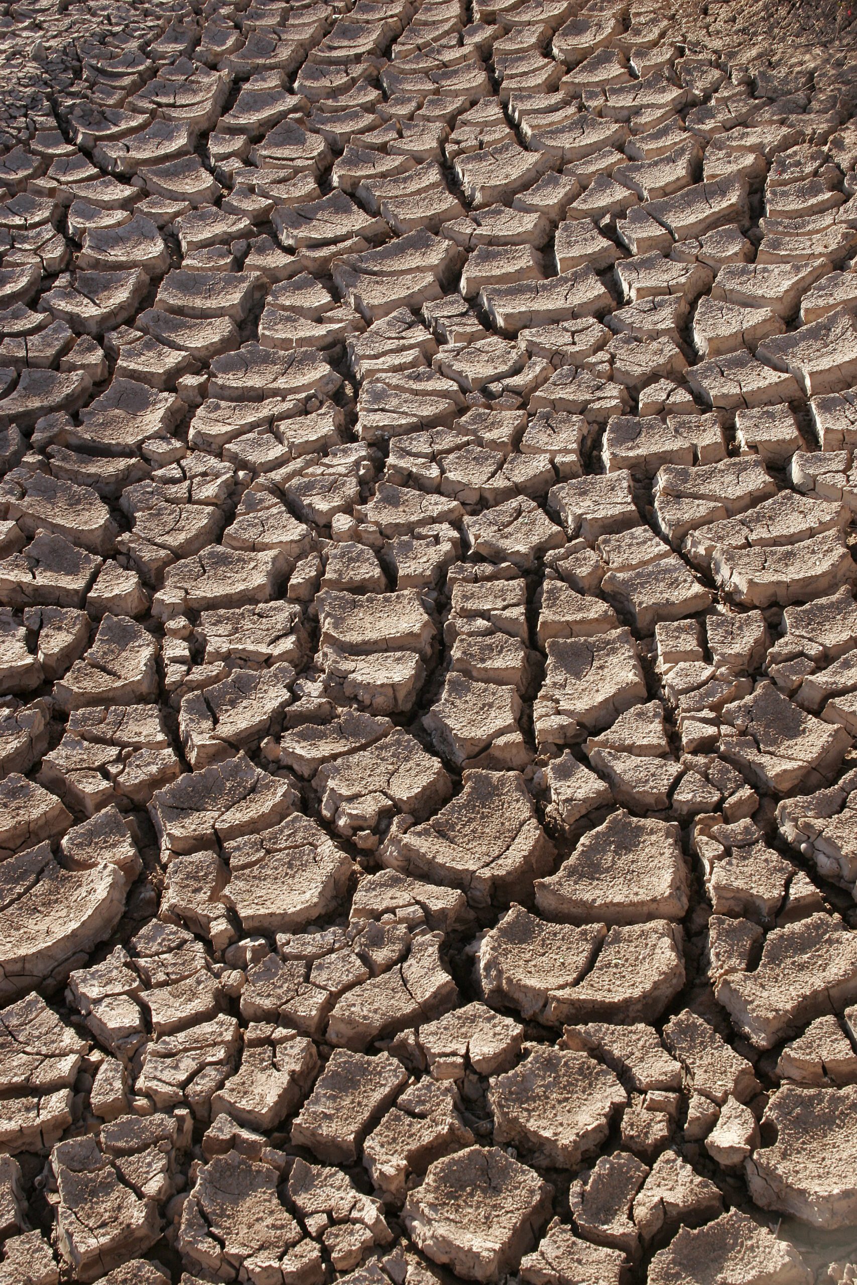 Dry, cracked earth in a drought-affected field