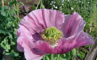 Opium poppy flowers, the source plant of narcotics targeted on the International Day Against Drug Abuse
