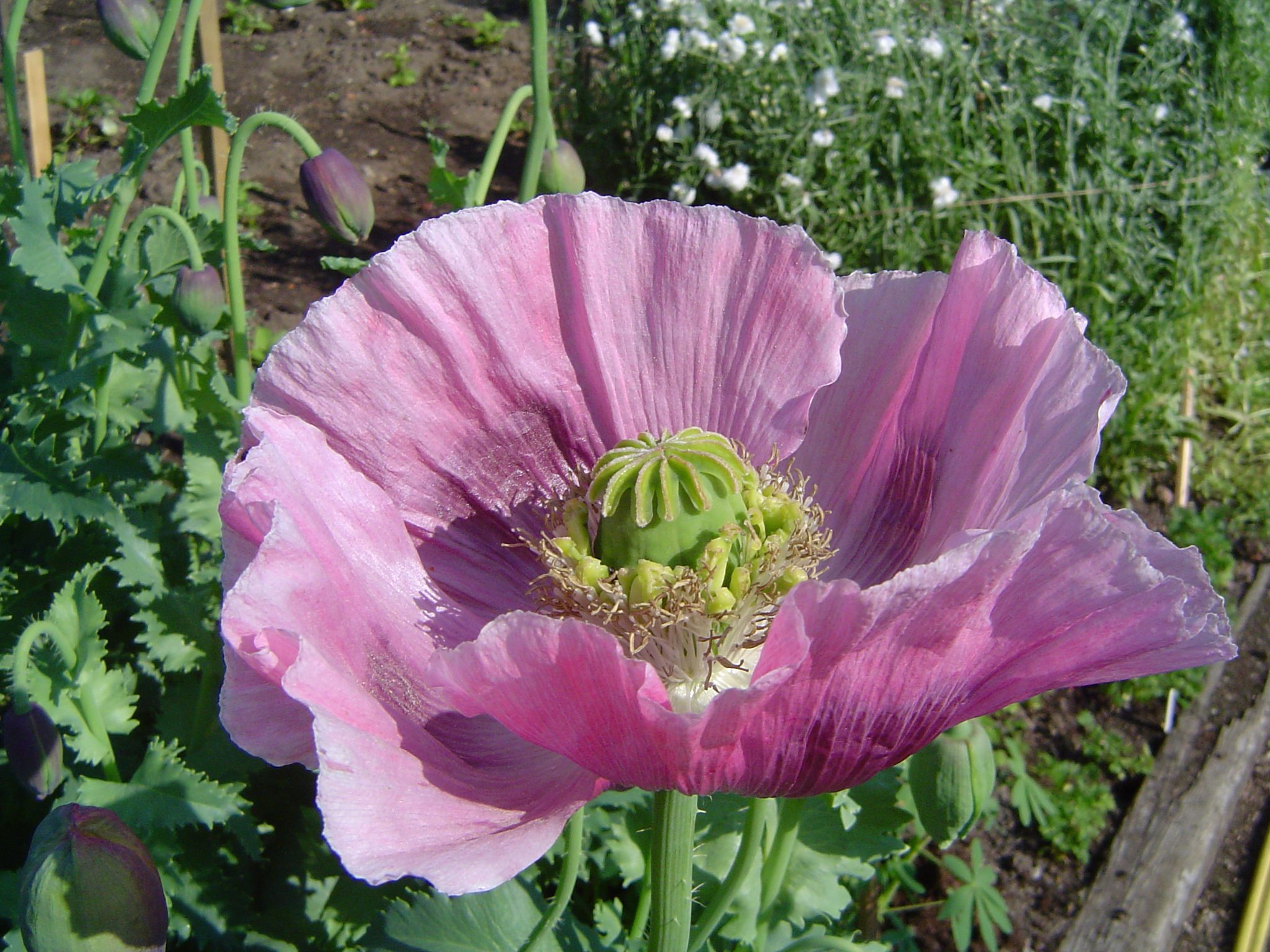 Opium poppy flowers, the source plant of narcotics targeted on the International Day Against Drug Abuse