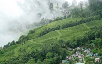 Tea plantation rows on a hillside in Darjeeling, West Bengal, illustrating Geographical Indication protected products