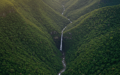 Misty forested mountain range representing a protected biodiversity hotspot