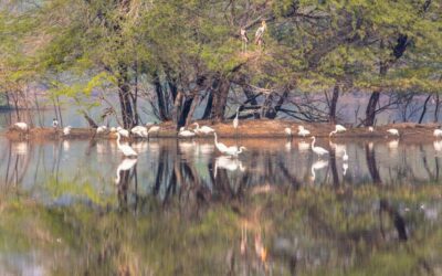 Wetland bird sanctuary with migratory birds, a Ramsar conservation site