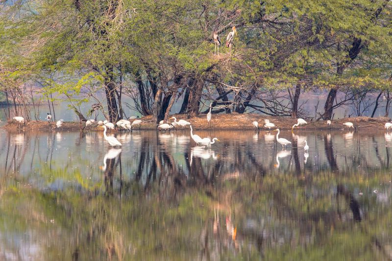 Wetland bird sanctuary with migratory birds, a Ramsar conservation site