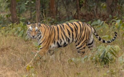 Project Tiger at 50-Plus: Reviving Struggling Reserves and Securing India's Conservation Future