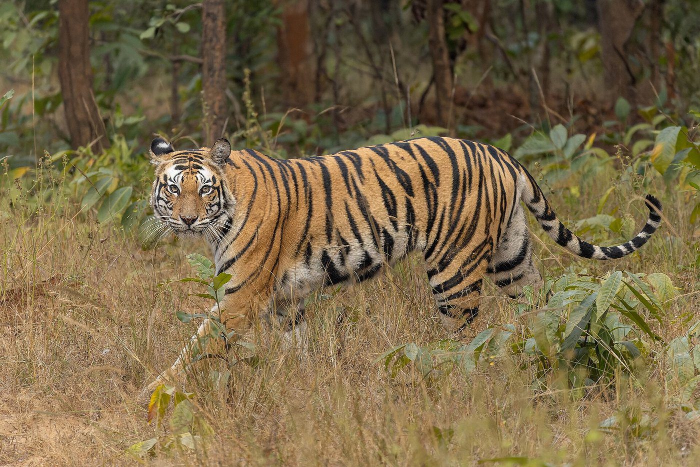 Project Tiger at 50-Plus: Reviving Struggling Reserves and Securing India's Conservation Future