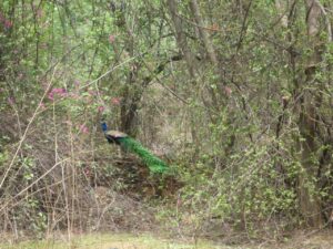 Reviving the Delhi Ridge: 70 Lakh Trees, the Forest Act & the Aravalli 'Green Lungs'