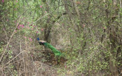 A forested stretch of the Delhi Ridge