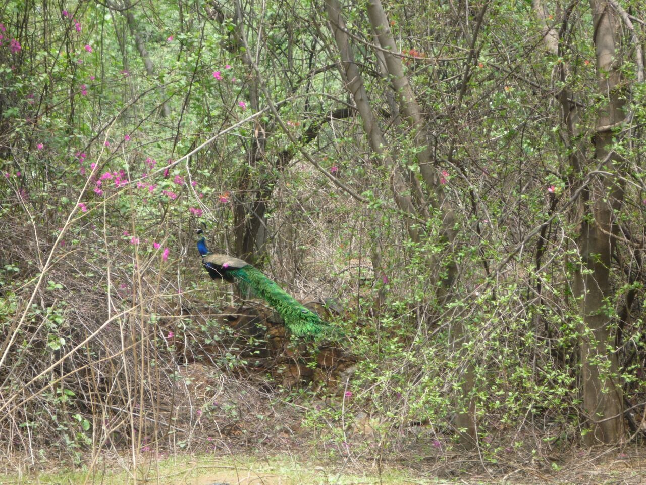 A forested stretch of the Delhi Ridge