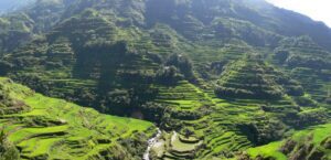 Direct-Seeded Rice and El Nino: Saving Water as the Monsoon Wavers