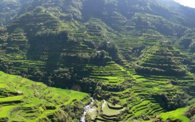 Direct-Seeded Rice and El Nino: Saving Water as the Monsoon Wavers
