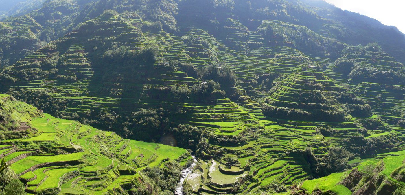 Direct-Seeded Rice and El Nino: Saving Water as the Monsoon Wavers