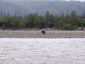 SC Clears Kukrail Night Safari: The Forest-Governance Angle