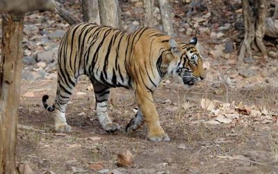 A wild tiger walking through the grassland of an Indian tiger reserve forest