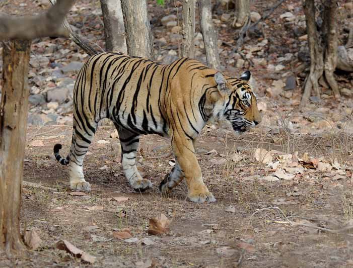 A wild tiger walking through the grassland of an Indian tiger reserve forest