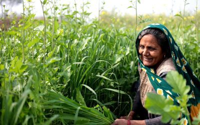 Rural woman farmer working in a field, illustrating women's land and asset ownership gap