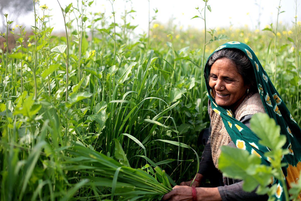 Rural woman farmer working in a field, illustrating women's land and asset ownership gap