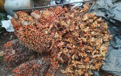 Harvested bunches of reddish oil palm fruit stacked on the ground at a collection point
