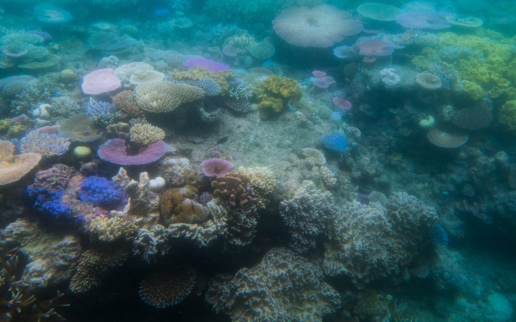 Underwater view of a coral reef with pale and bleached corals among darker colonies
