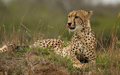 A female cheetah resting in open grassland