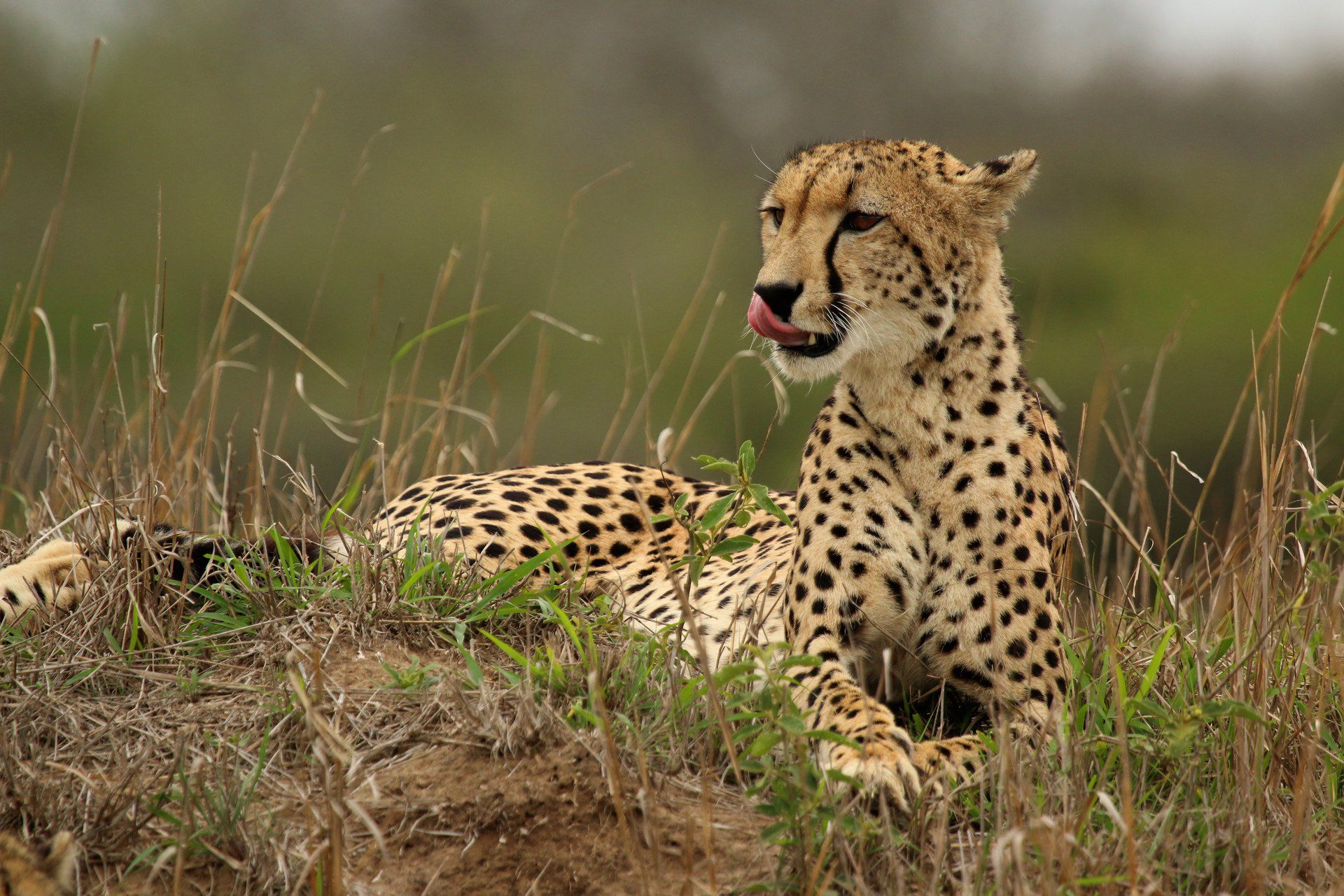 A female cheetah resting in open grassland